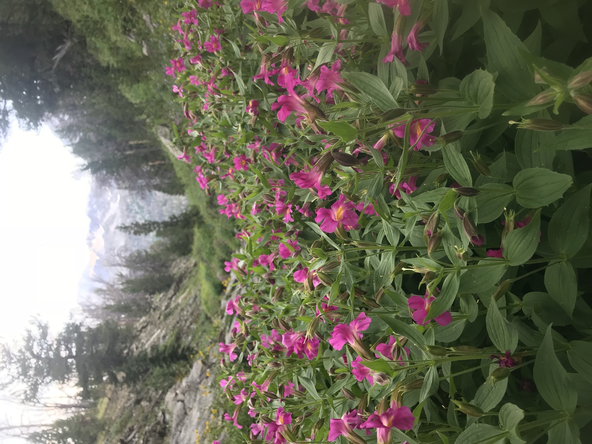 Mimulus lewisii, possibly my favorite wildflower