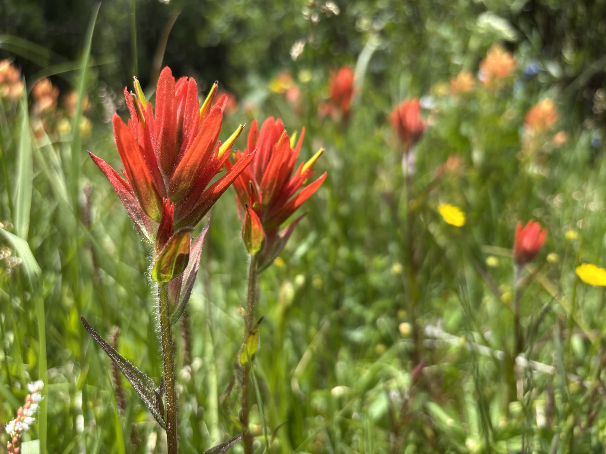 Castilleja