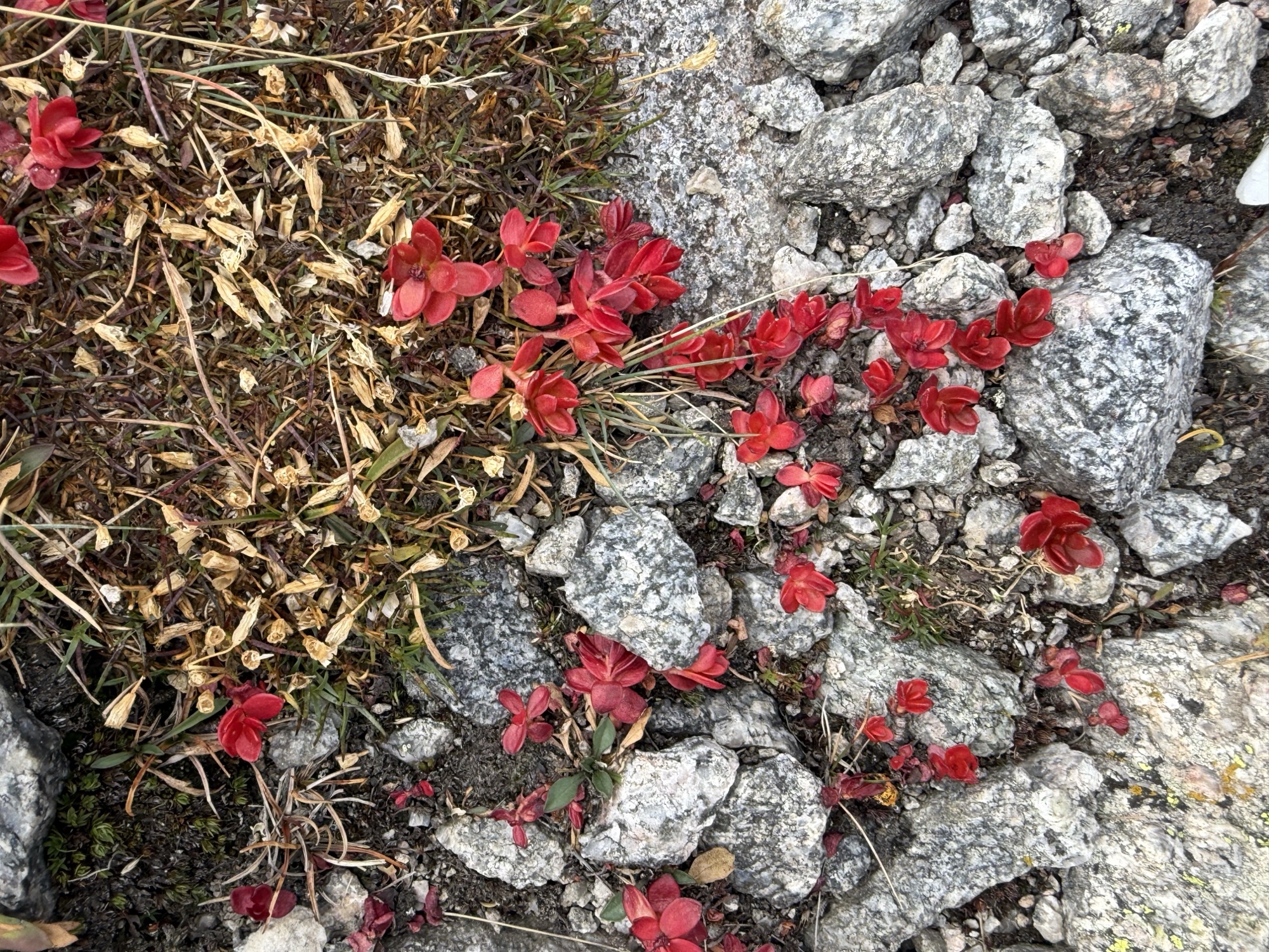 Autumn