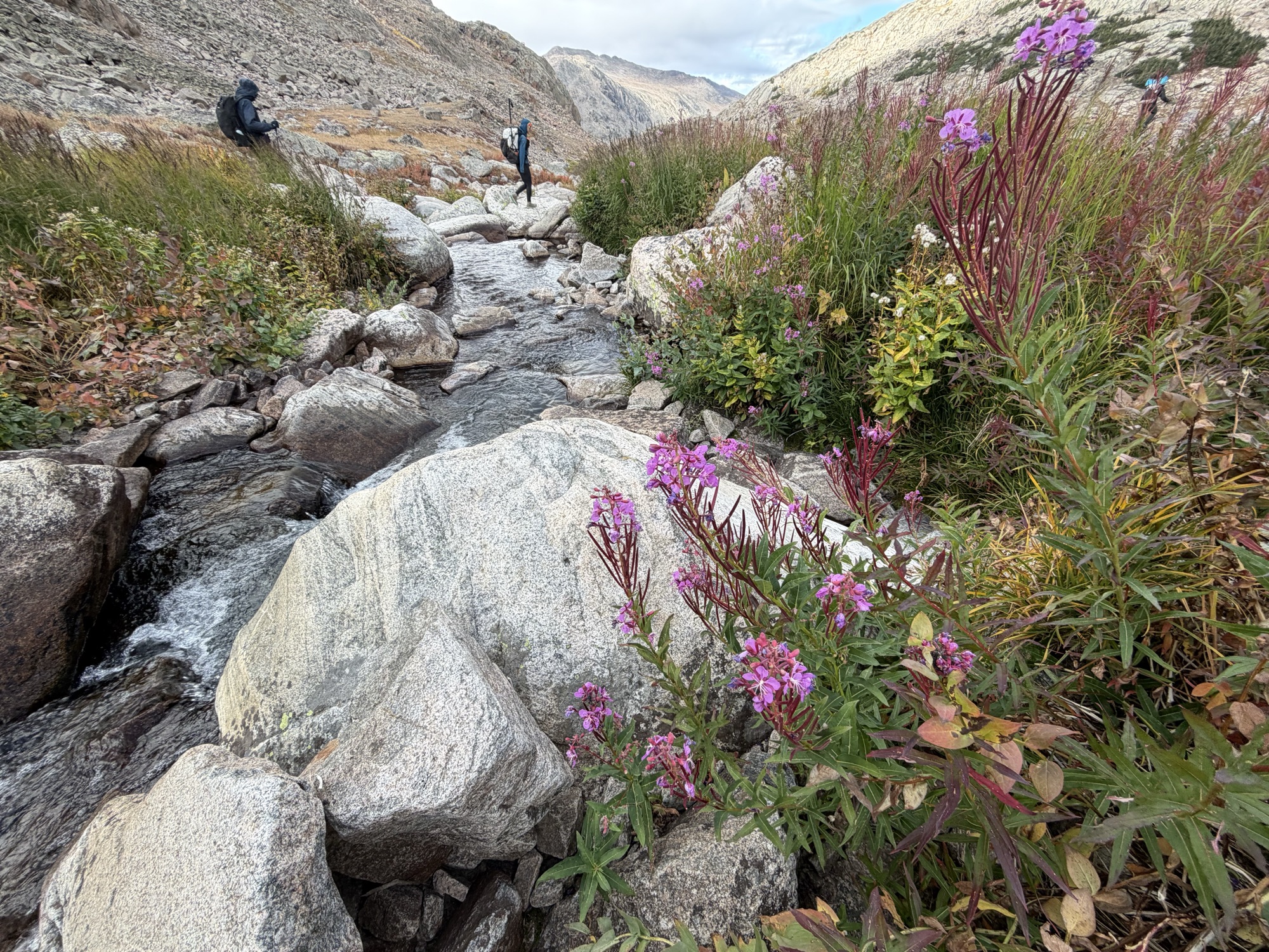 Fantastic backpacking. Young shoots of fireweed are reported to be edible. I have eaten some, they don&rsquo;t taste like much.