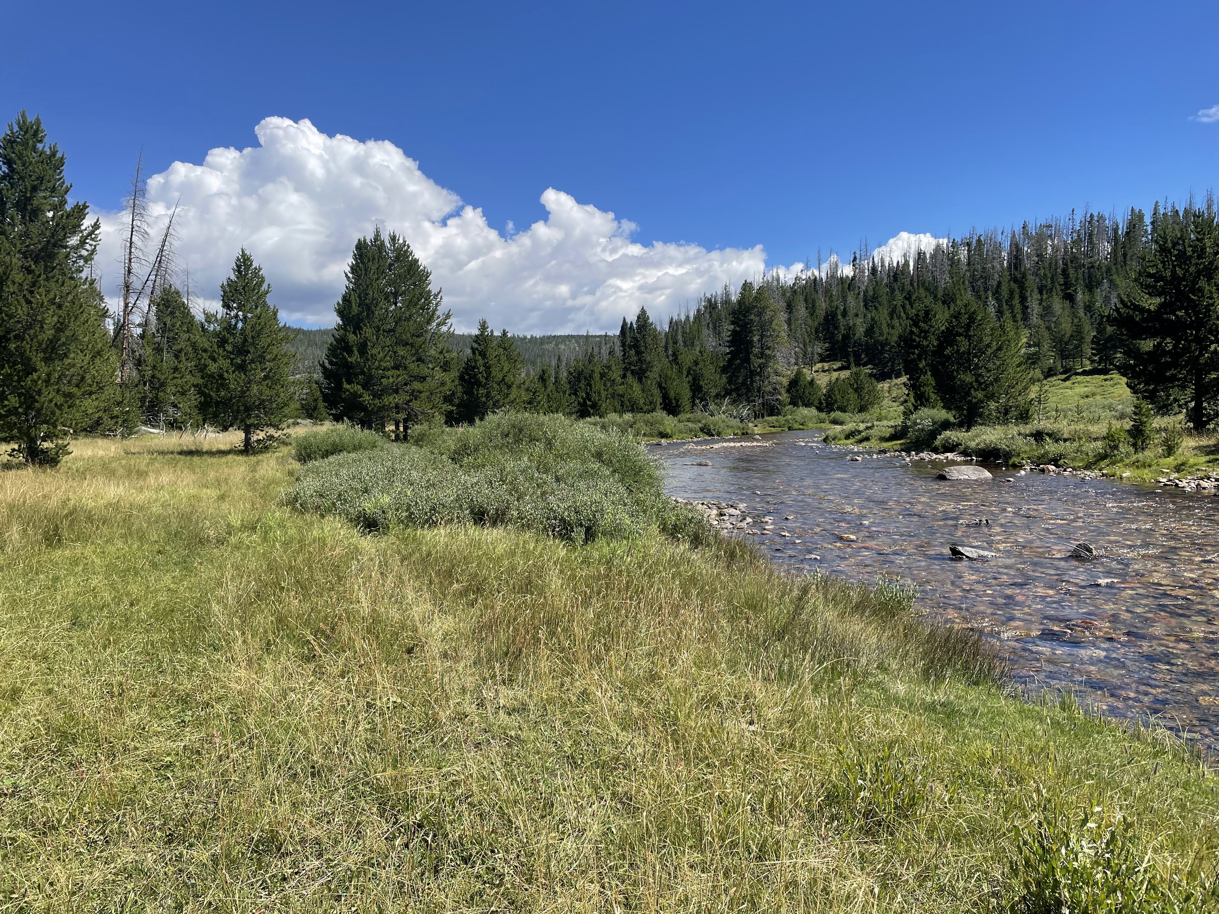Headwaters at low tide
