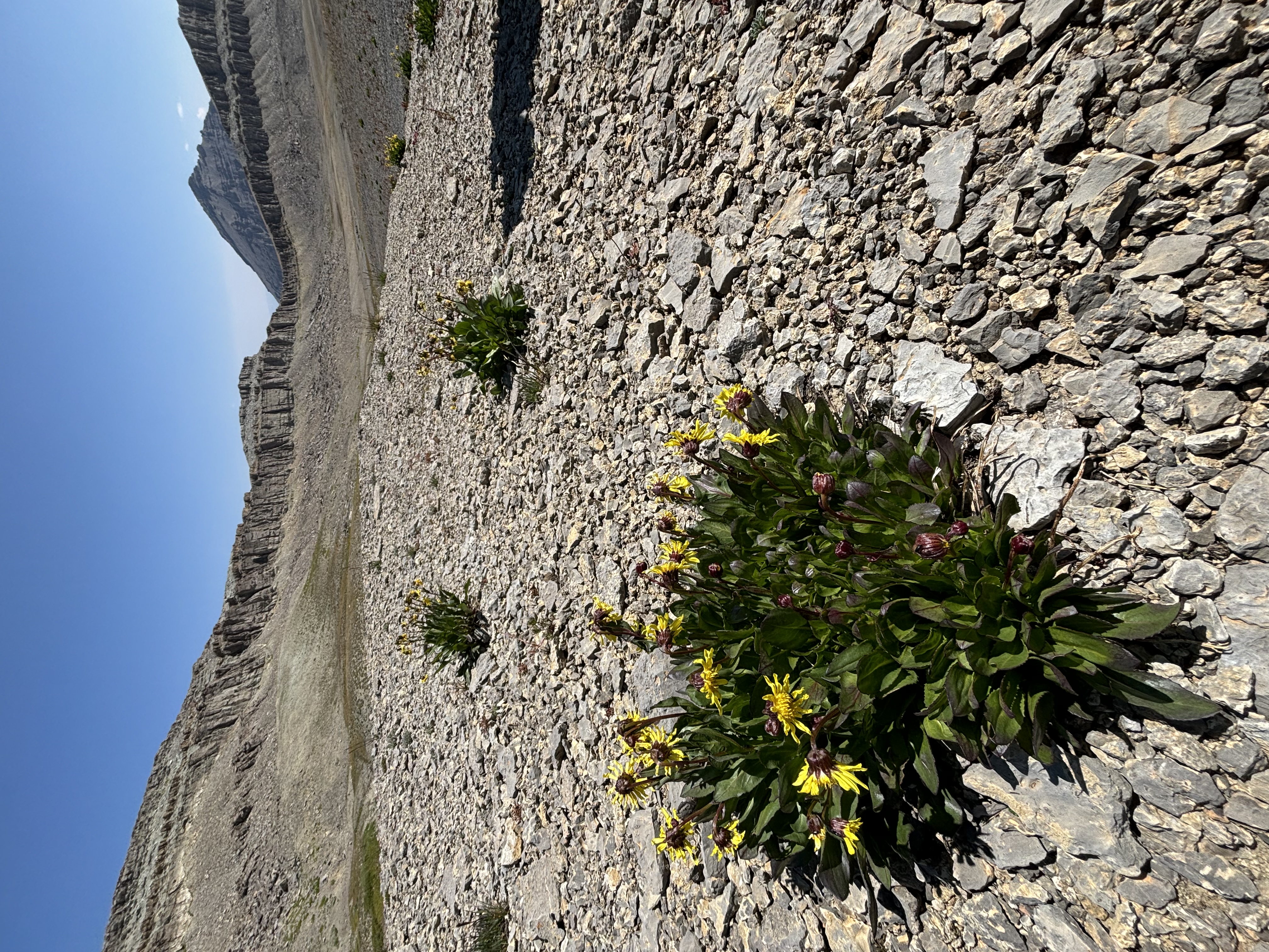 Hardy souls showing color in a rugged place.