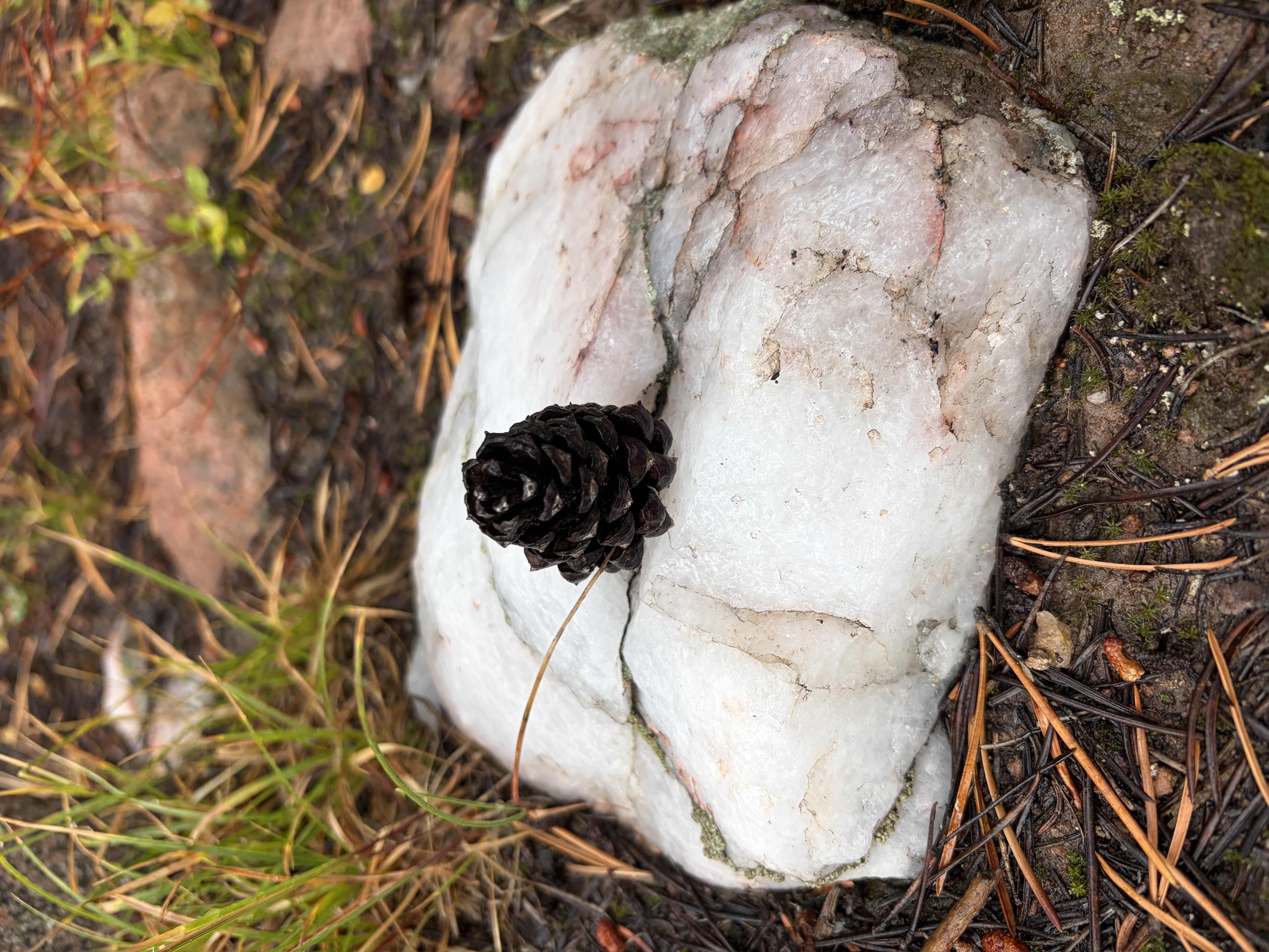 Believe it or not, we found it this way. We were way off trail, so I think this was the doing of an artistic squirrel.