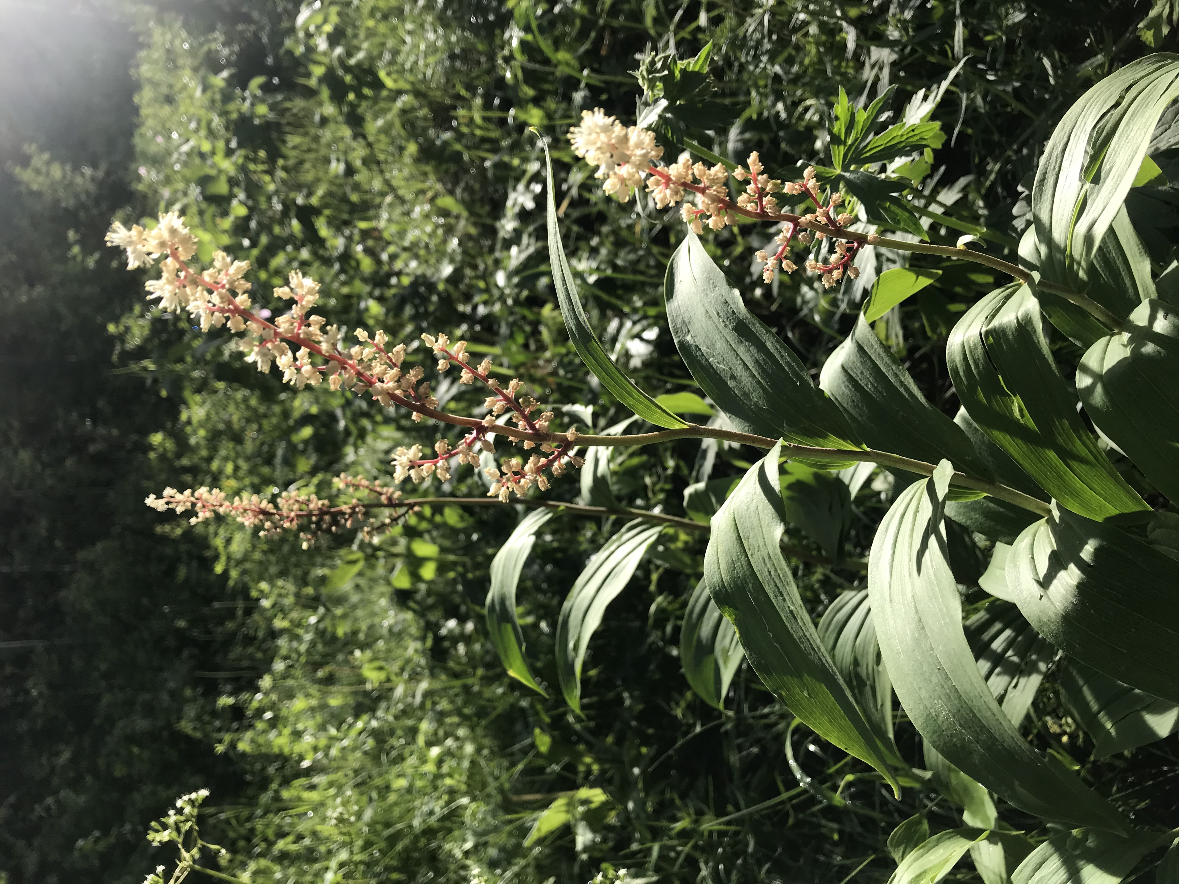 Flowers here are fantastic. I think this is  Maianthemum racemosum