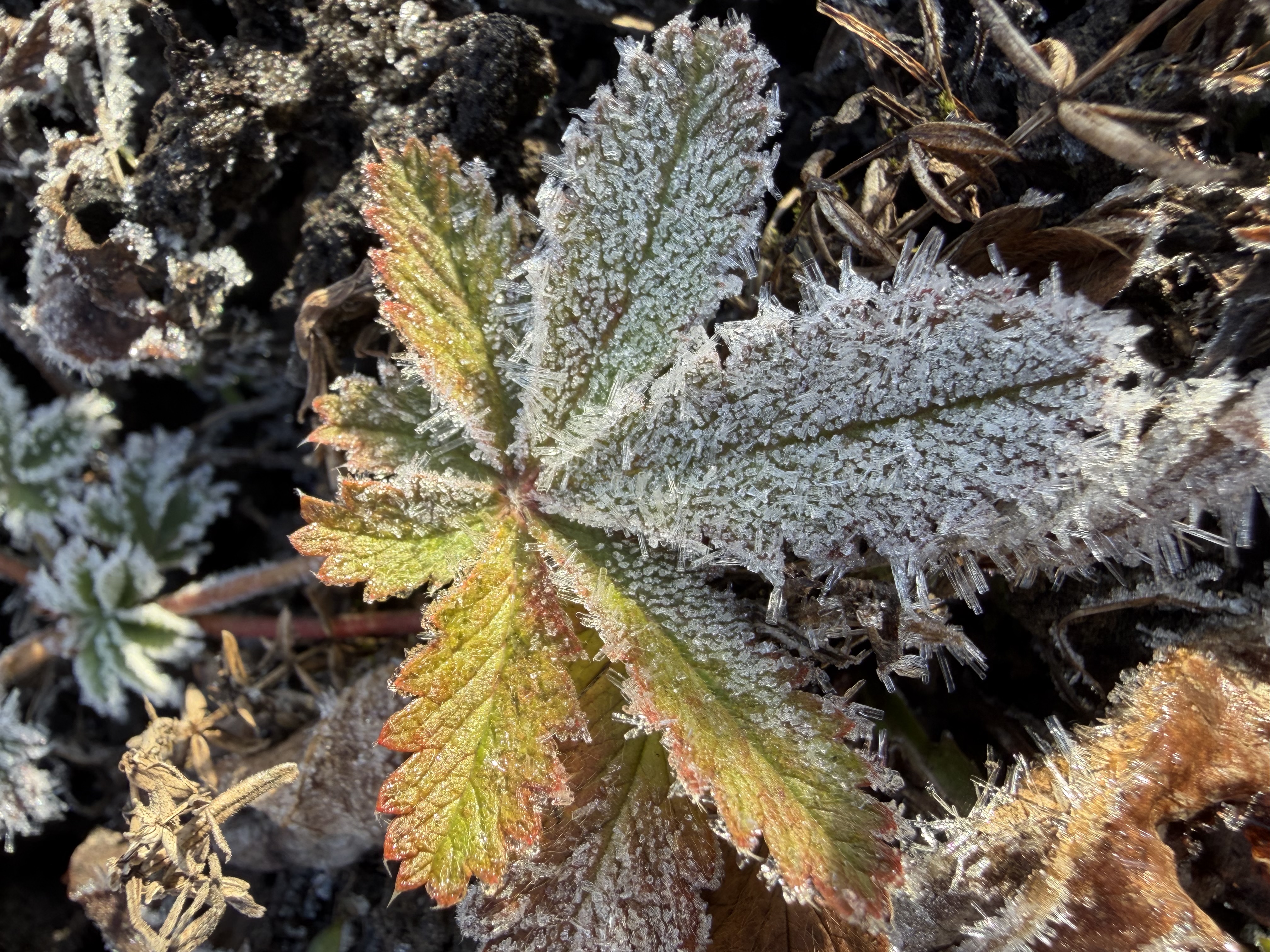 In a heavily burned area, the plants are coming back. Many young lodgepole and this small Potentilla.