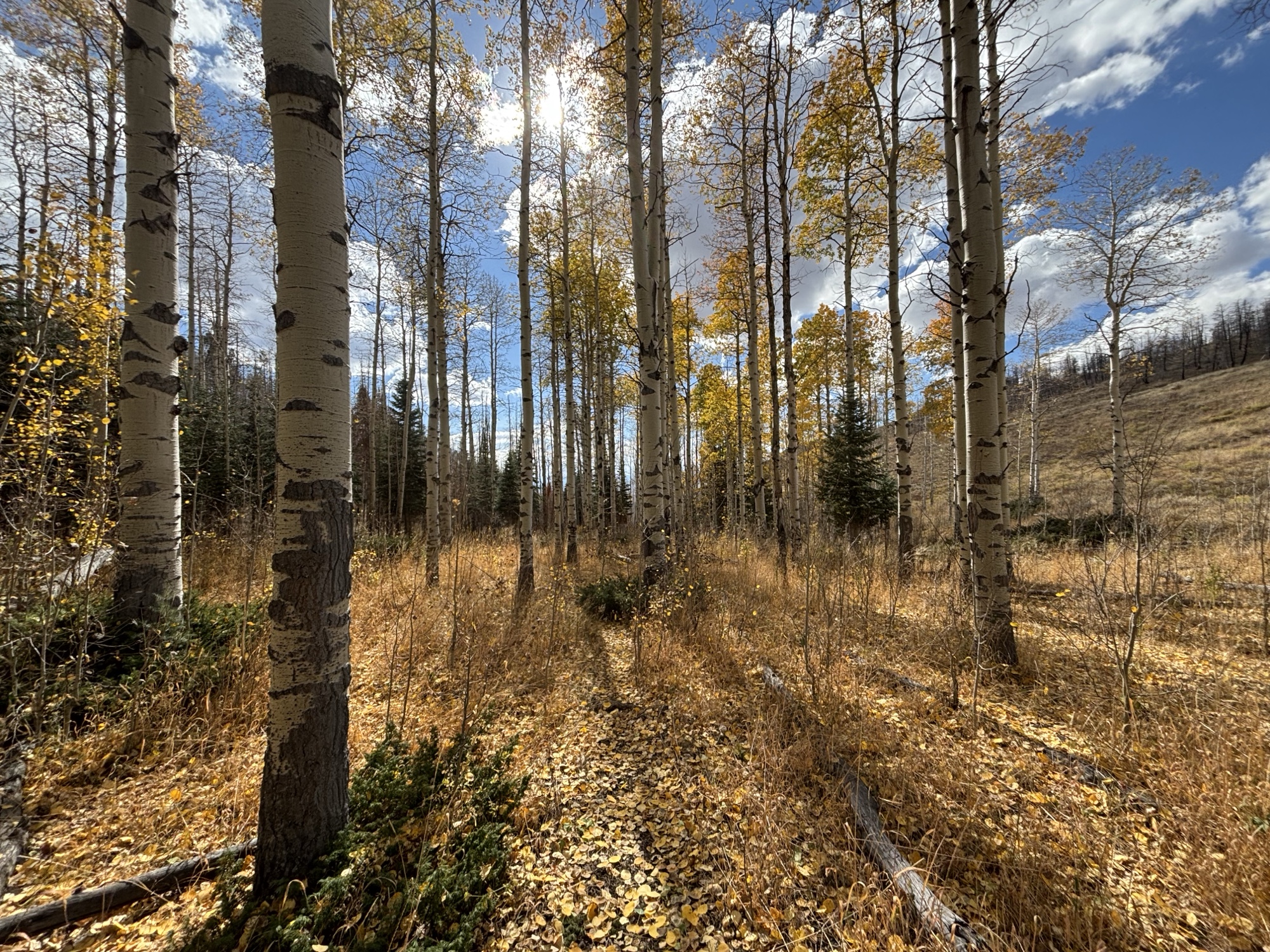 Savage Run Wilderness