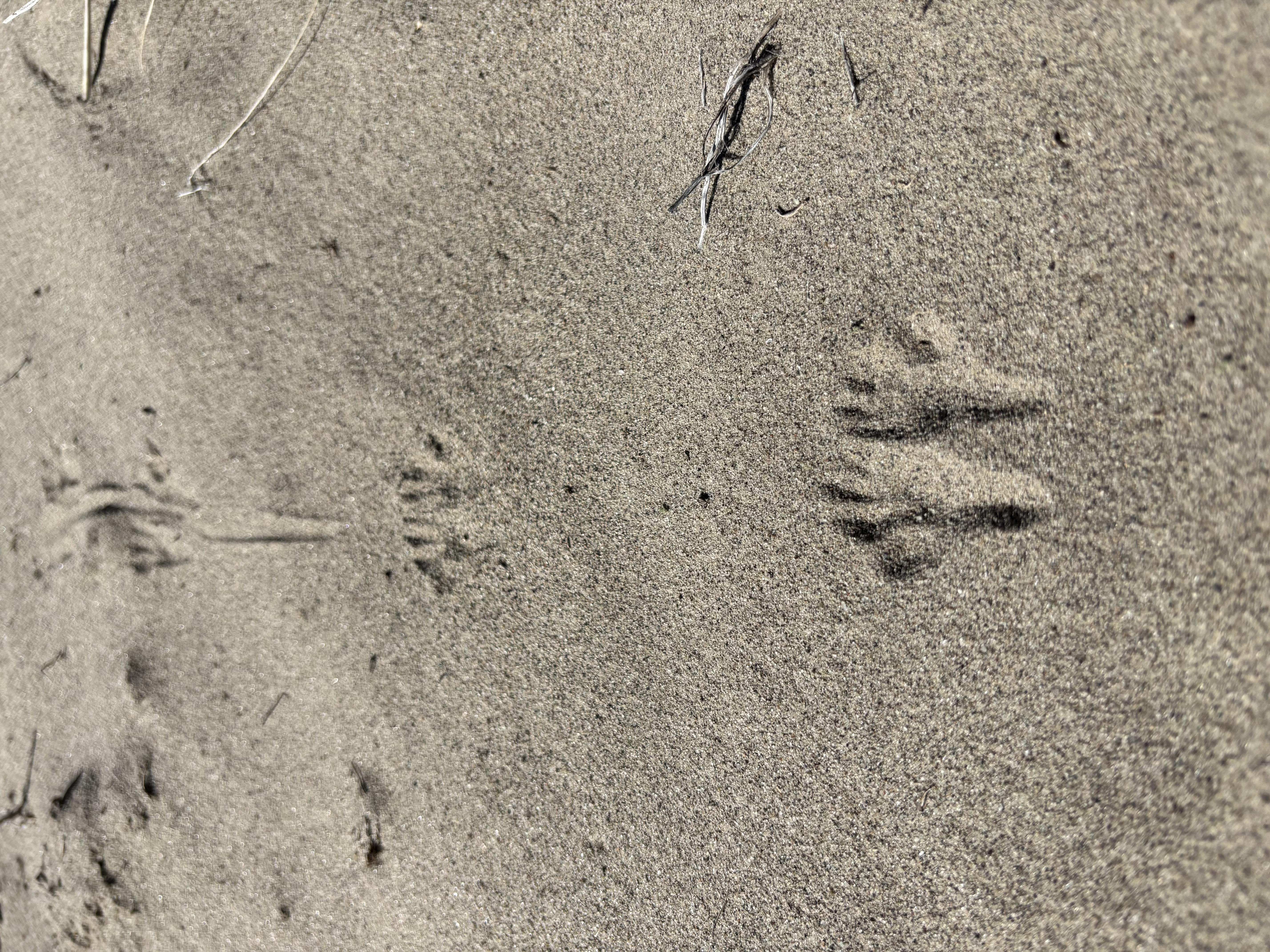 Plenty of little feet walk these lands