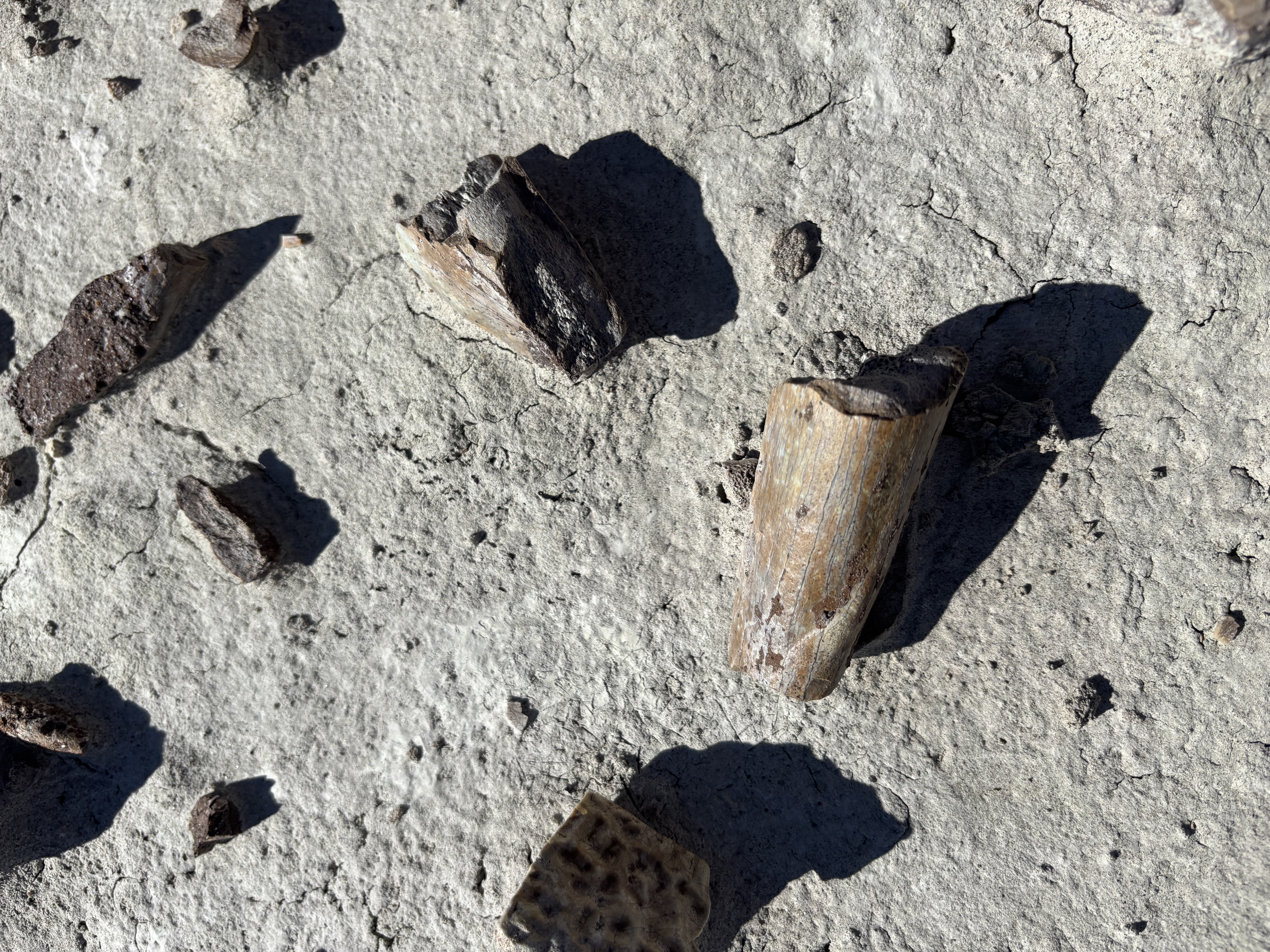 Fossils are everywhere in Adobe Town.