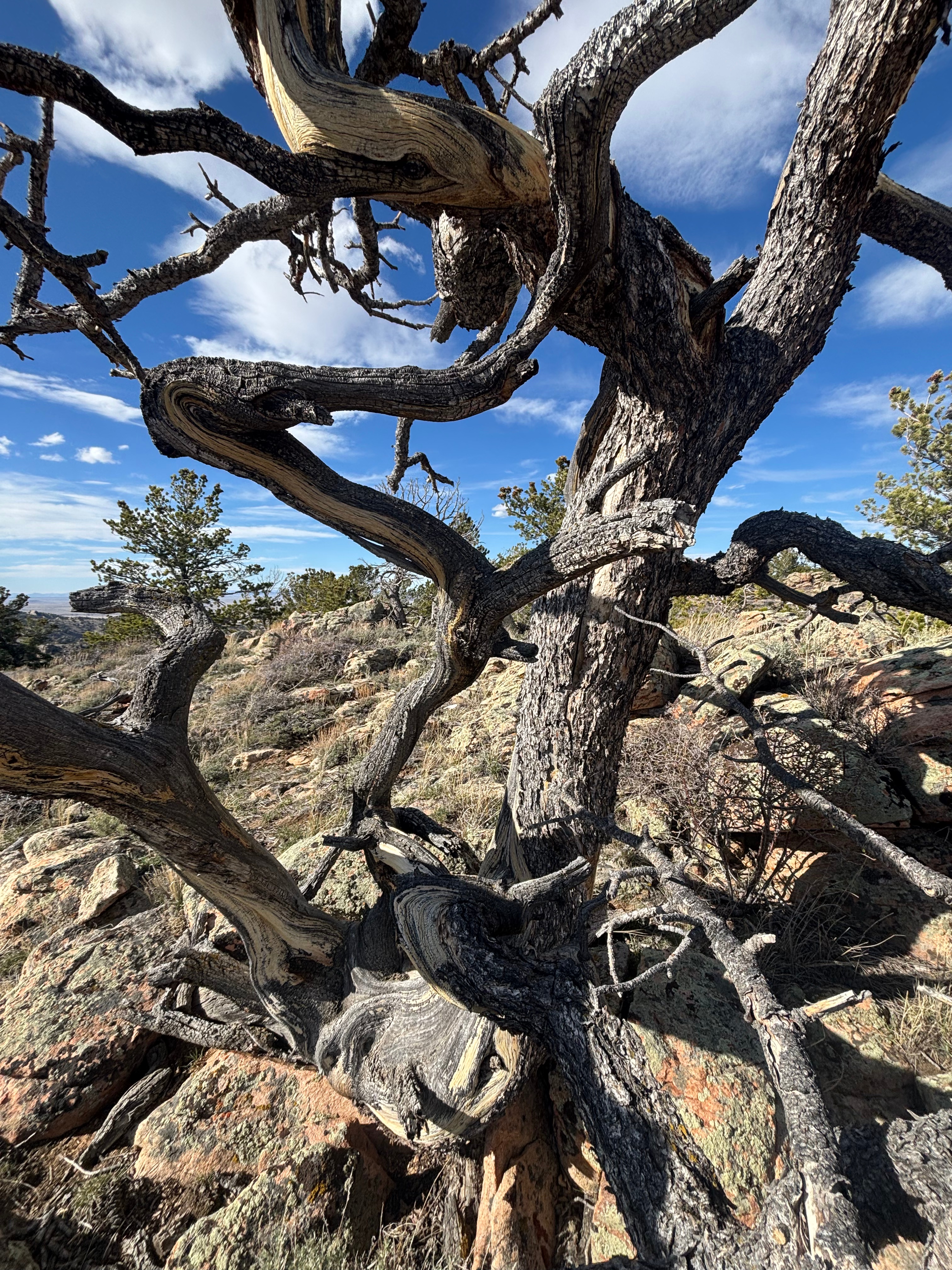 Excellent limber pines along the crest of the mountain
