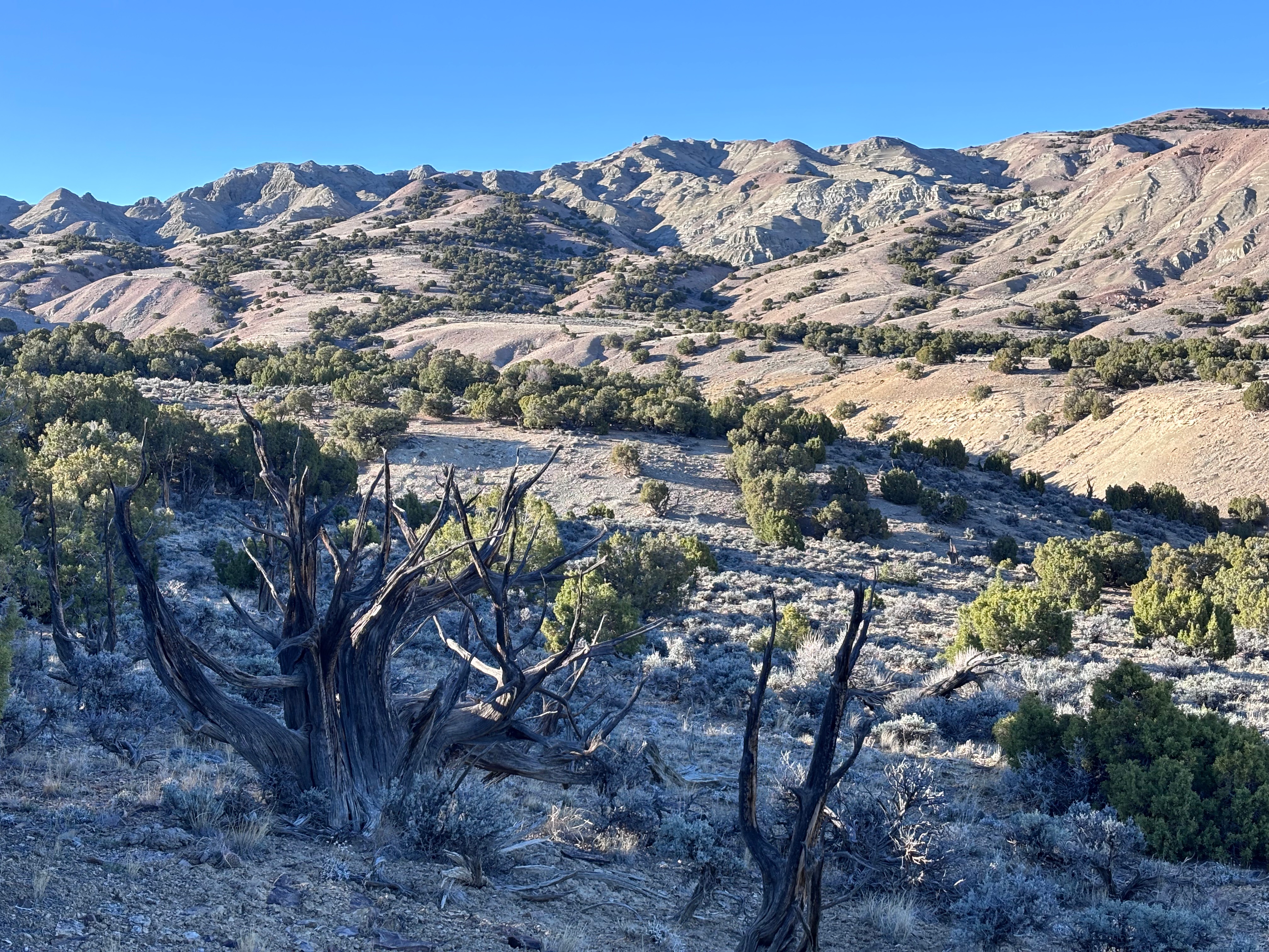Devil&rsquo;s Playground junipers