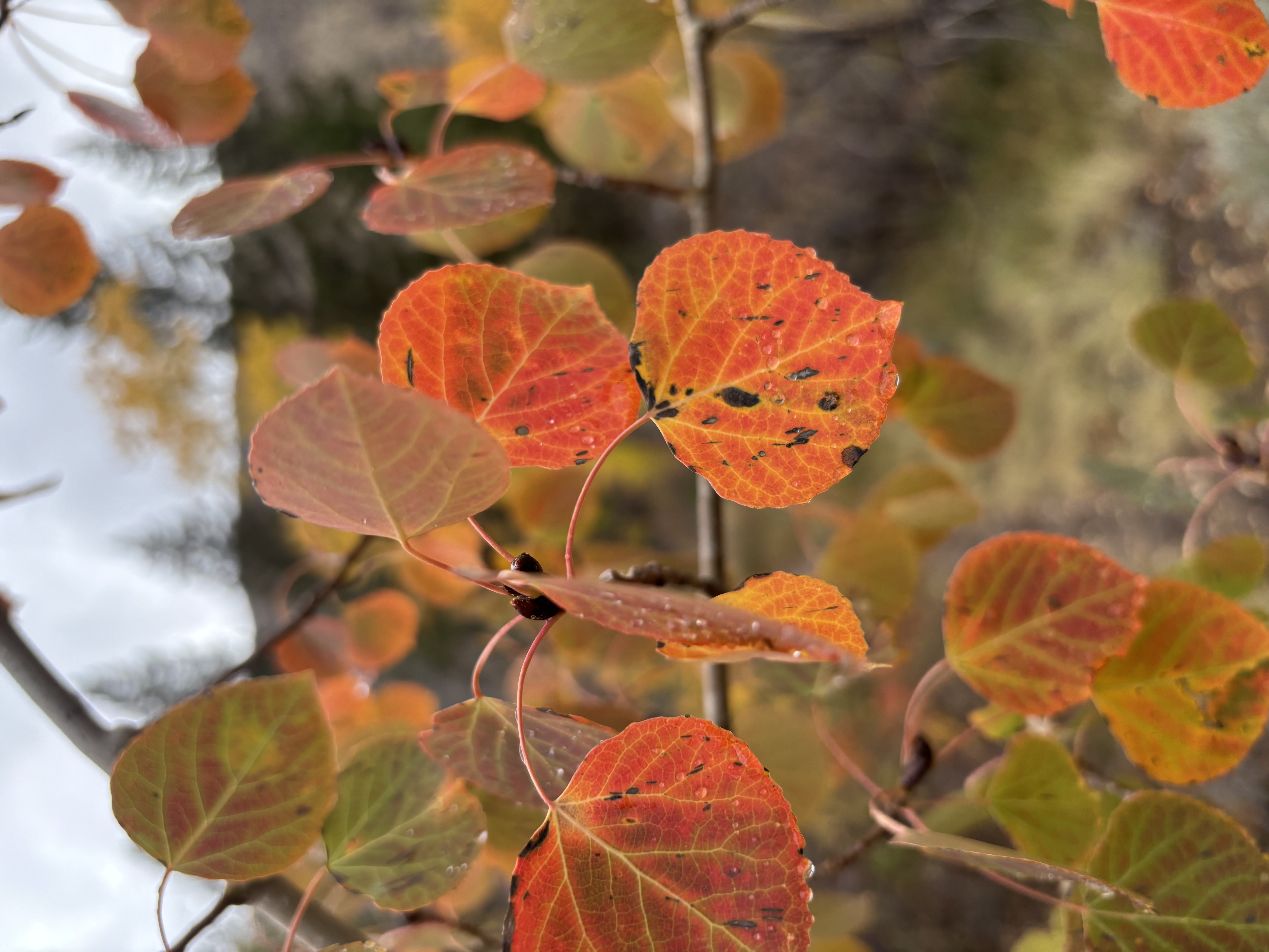 Obligatory aspen shot