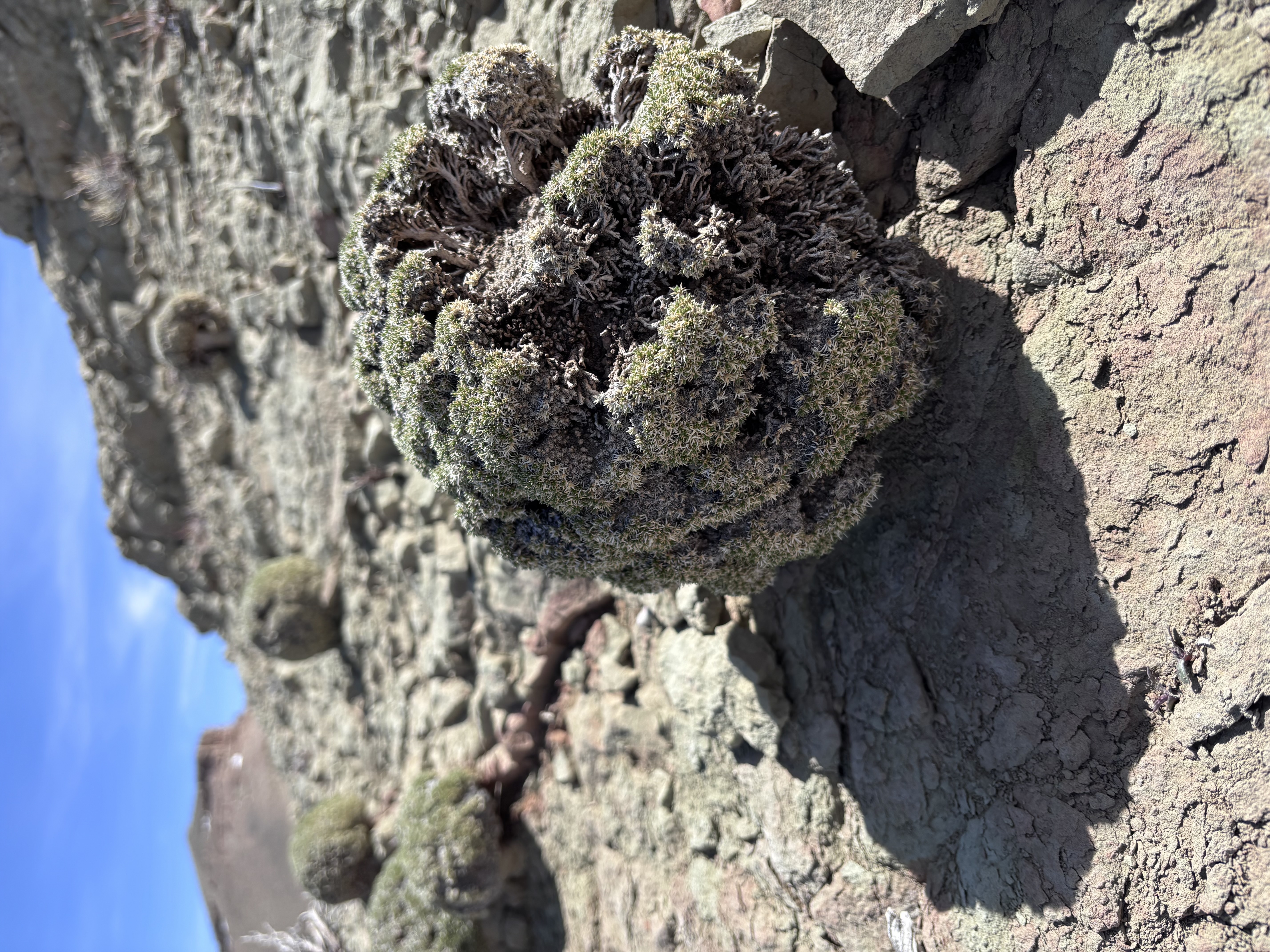 I think this is Silene acaulis. The earth here can’t stand the wind, so a long-lived cushion plant can turn into a cannonball. Continental Peak