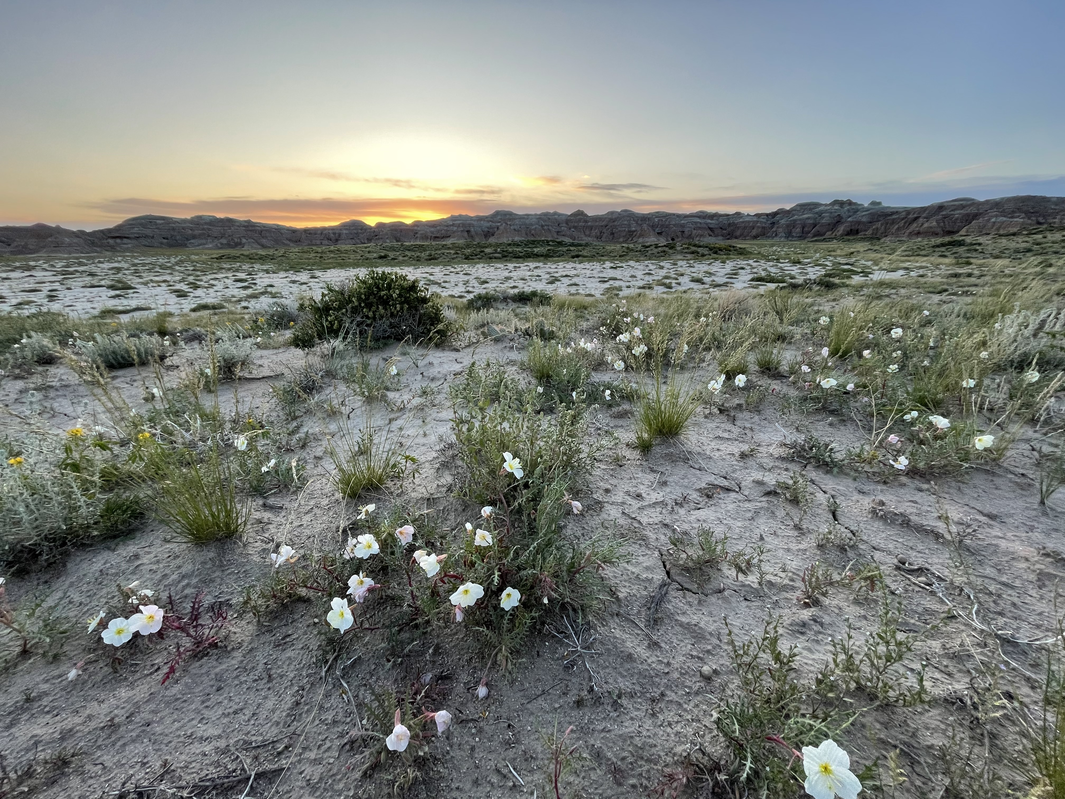 The flowers at the base of the buttes are stunning in June.
