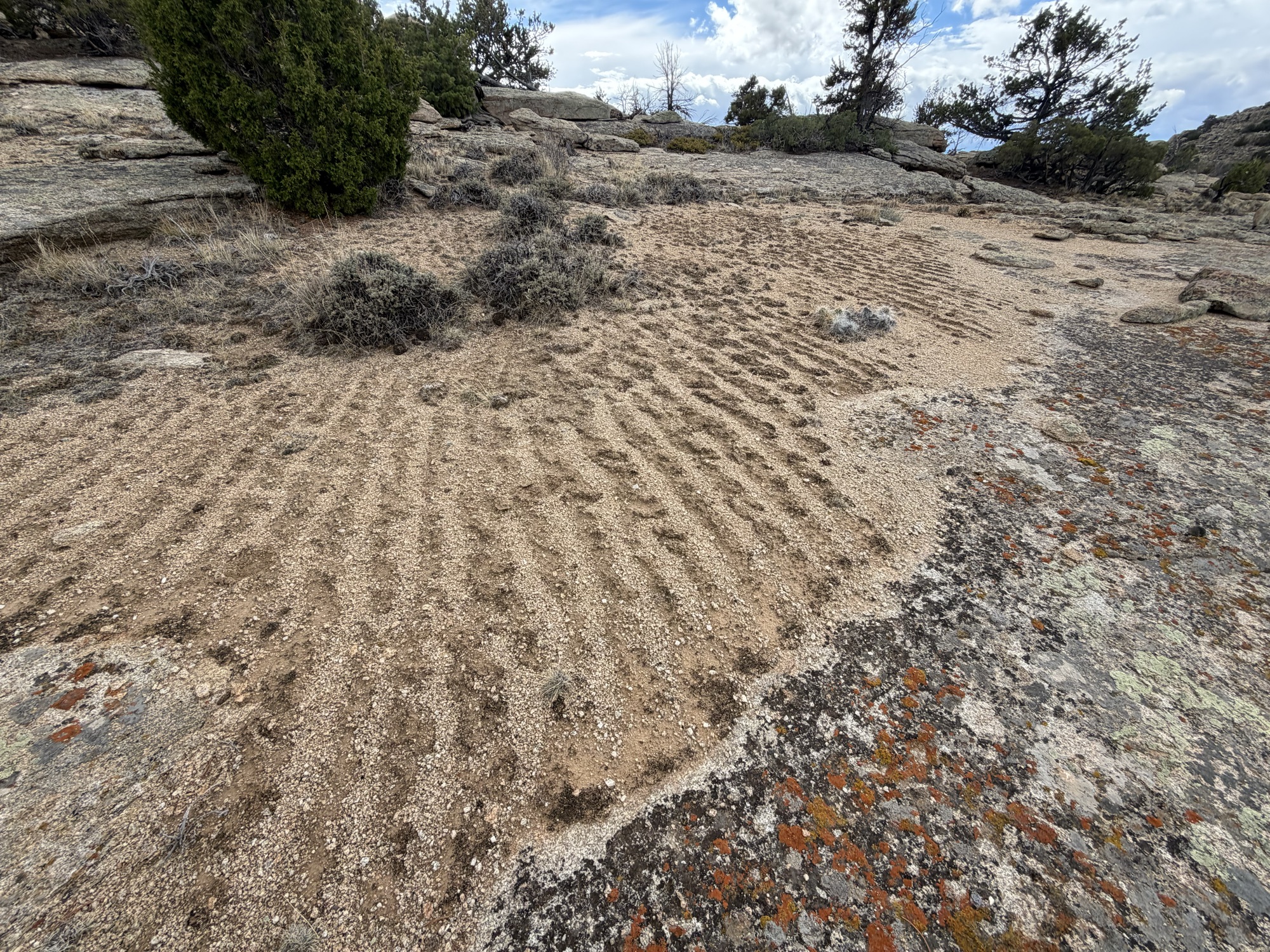 Miniture patterns in the sand here, anchored with cryptobiotic crusts. This could be due to wind, frost, or both. During repeated freeze/thaw ice can grow in thin ’needles’ that pushes up the soil, which falls, and forms rows. Wind makes ripples, but normally perpindicular to the prevailing gusts. These were parallel to the normal wind direction, so my guess is frost.