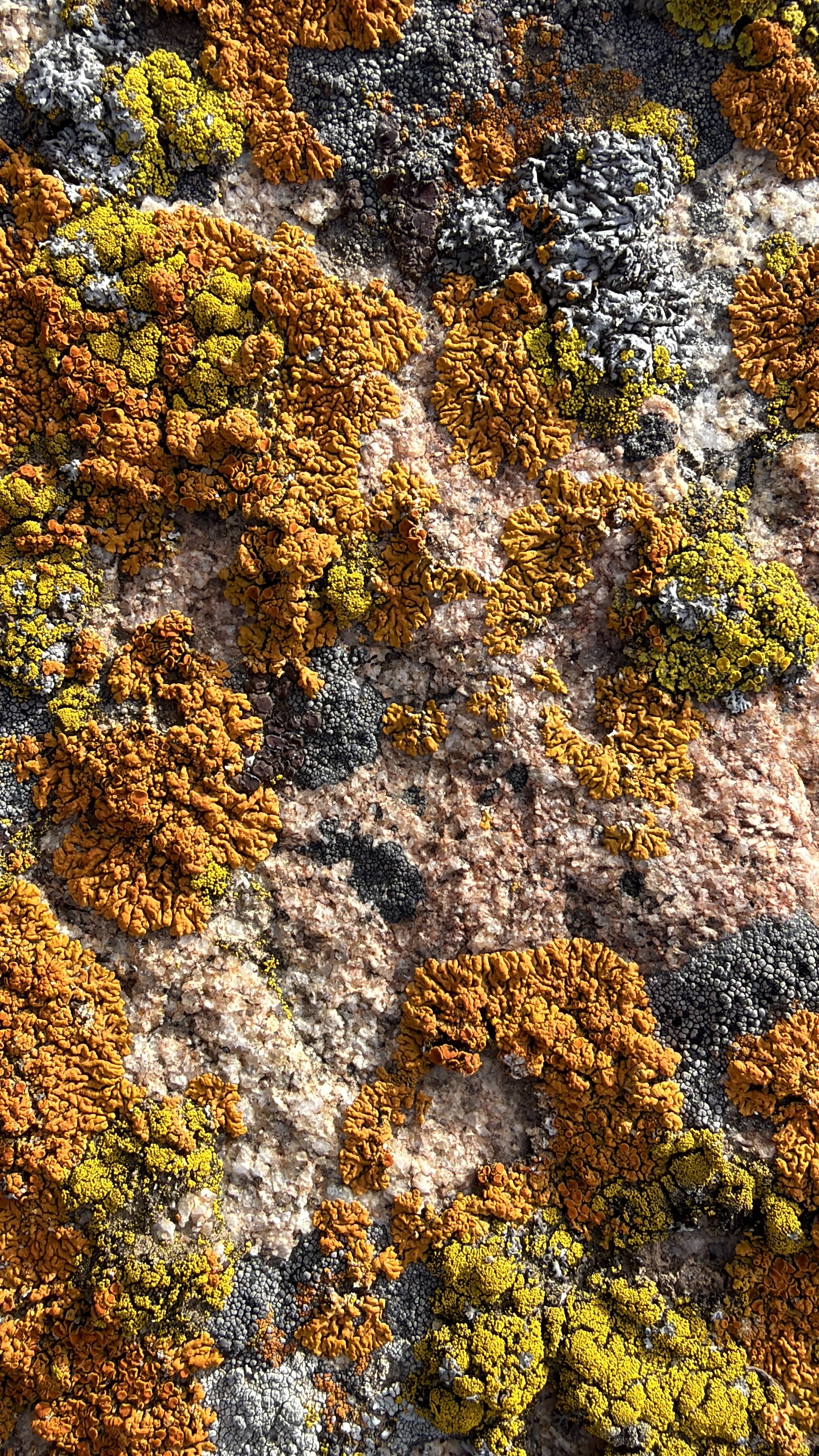 2.5 billion-year-old rock grows good lichens
