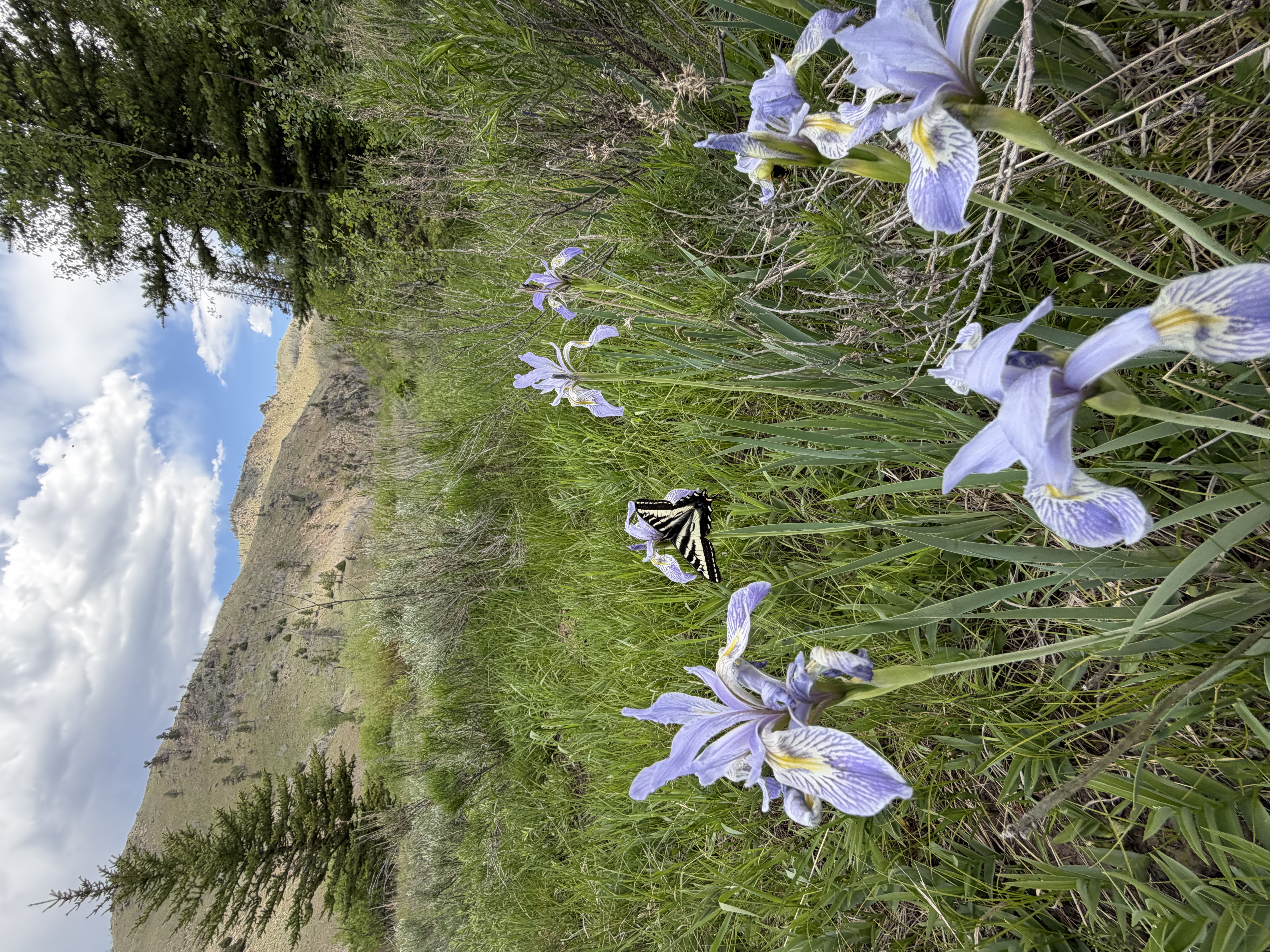 Tiger swallowtail and a wild iris. Two of the showier creatures one is likely to encounter in the mountains.