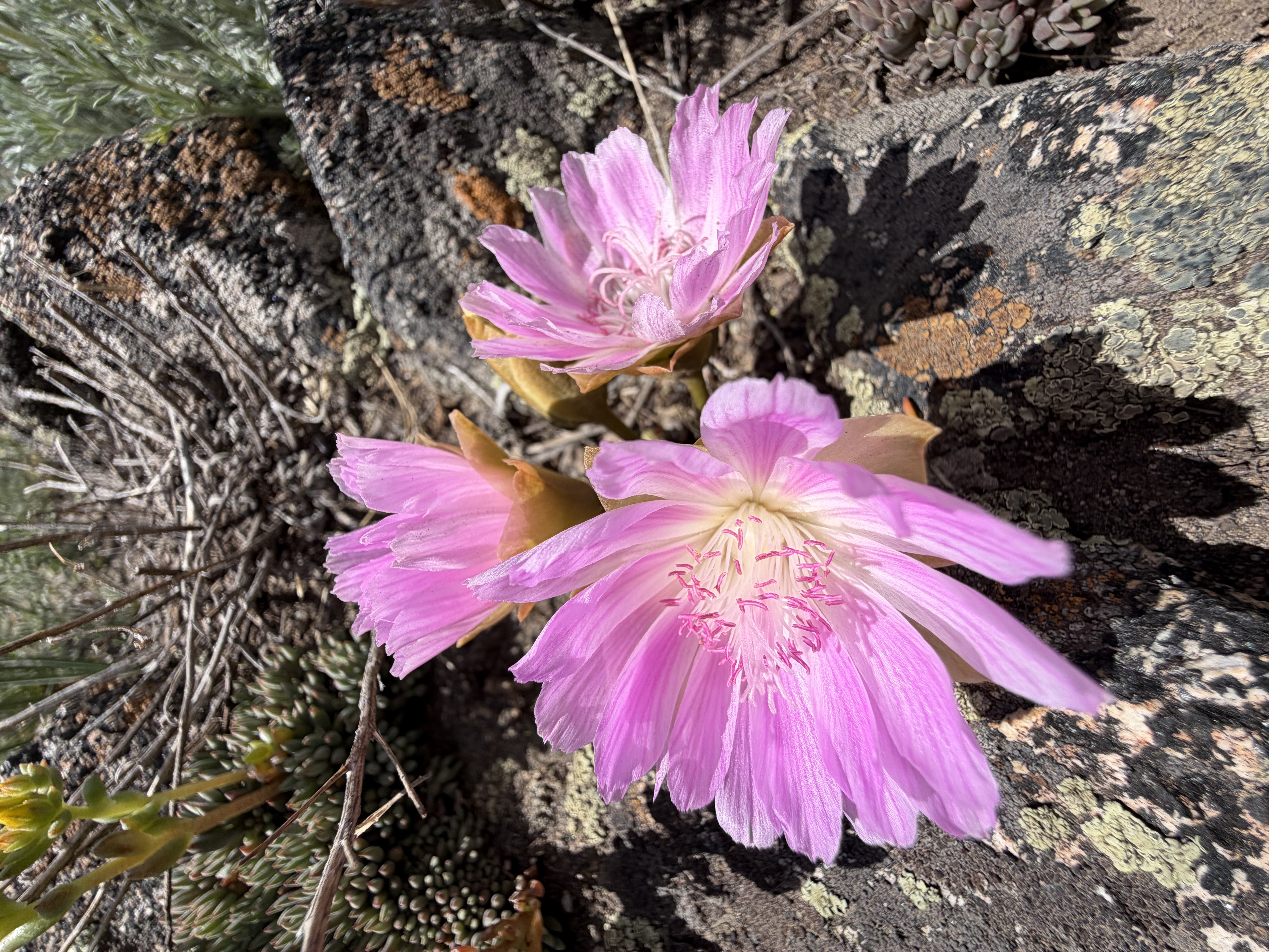 Lewisia - who needs a stem or leaves when you have petals like this?