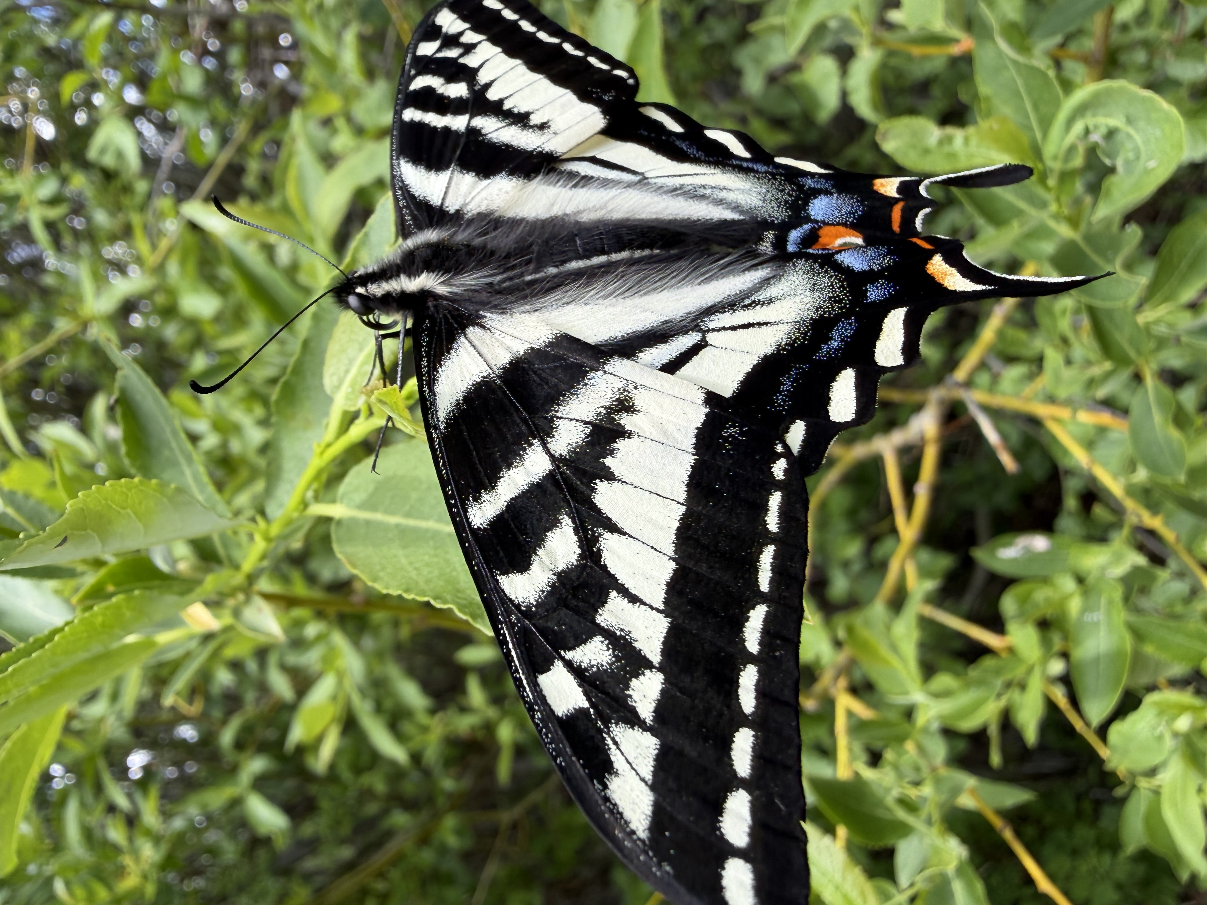Tiger swallowtail resting in the shade.